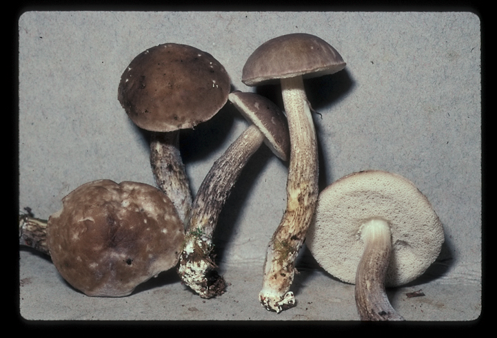 Leccinum tablense image