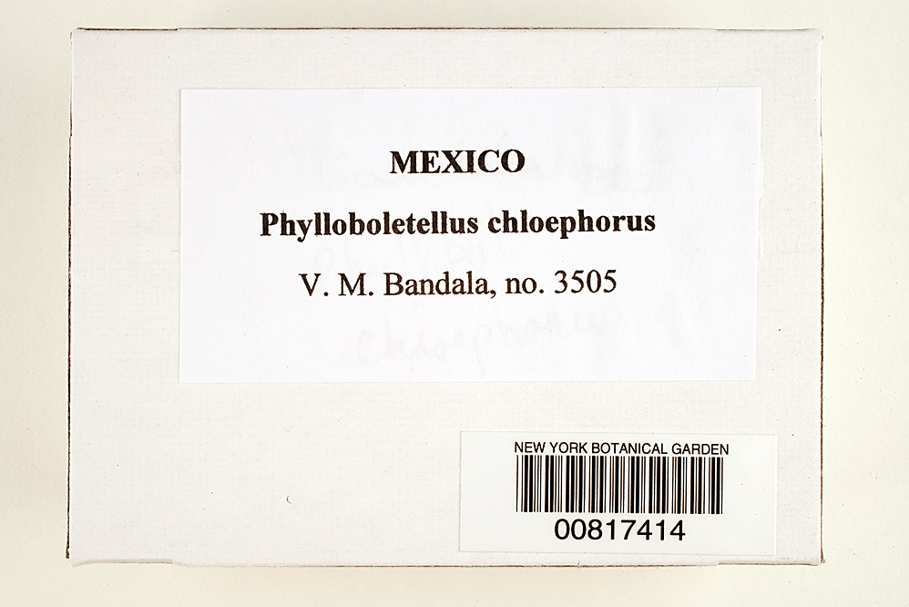 Phylloboletellus chloephorus image