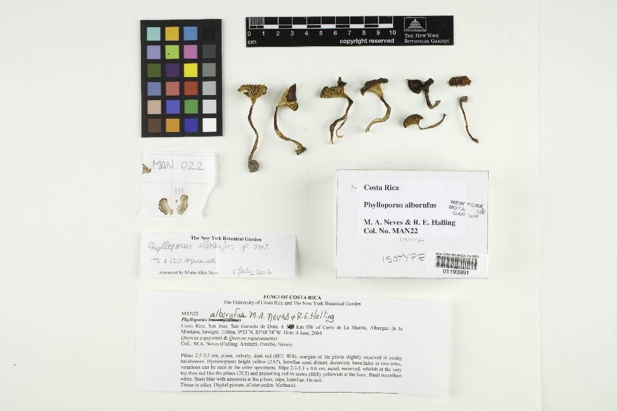 Phylloporus alborufus image