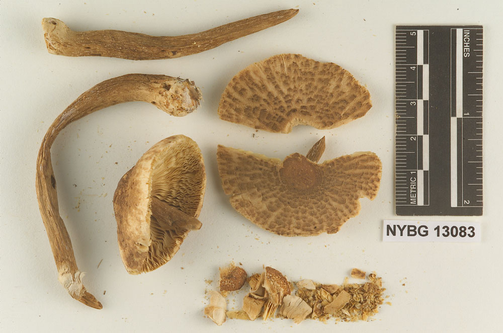 Rugosospora pseudorubiginosa image