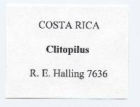 Clitopilus griseobrunneus image