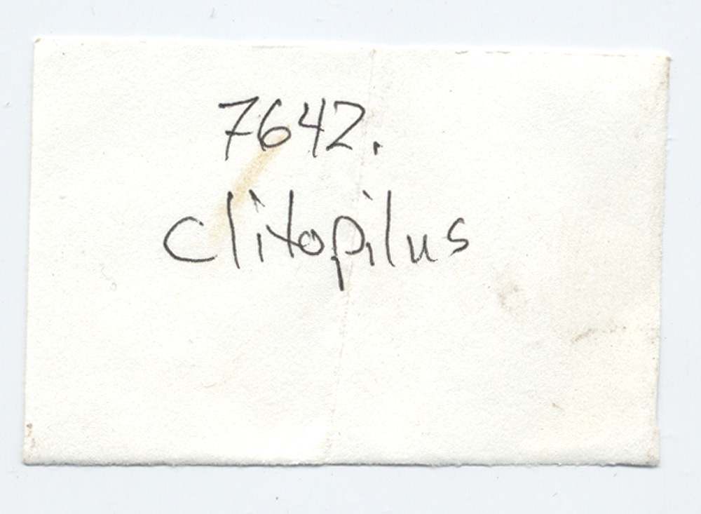 Clitopilus griseobrunneus image