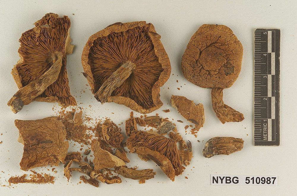 Tricholoma peckii image