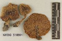 Tricholoma fumidellum image