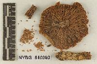 Tricholoma fumidellum image