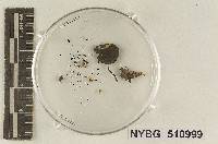Tricholoma microsporum image