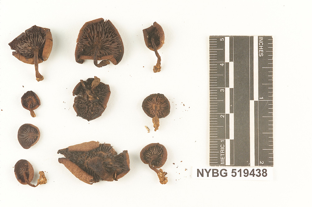Callistosporium purpureomarginatum image