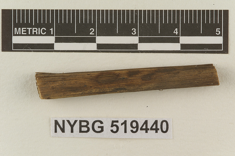 Gloiocephala culmicola image