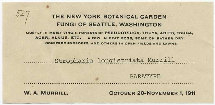 Stropharia longistriata image