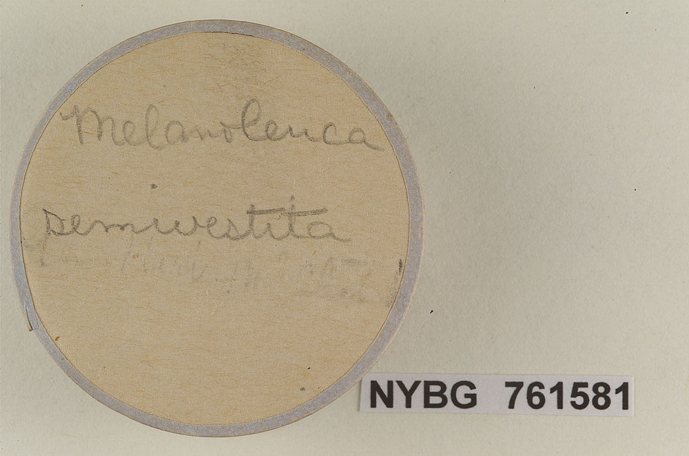 Lentinellus semivestitus image