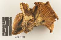 Omphalotus subilludens image