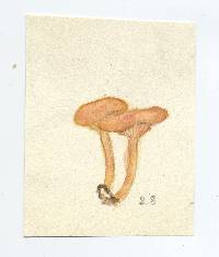Omphalina luteicolor image