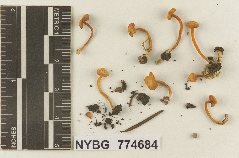 Omphalina luteicolor image
