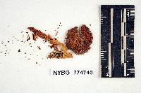Agaricus auratocephalus image