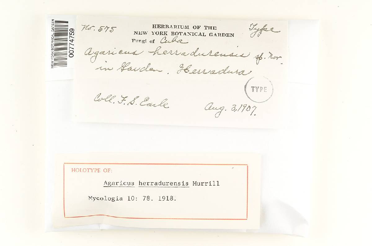Agaricus herradurensis image
