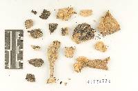 Agaricus hornei image
