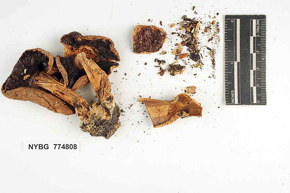 Agaricus lilaceps image