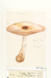 Agaricus venus image