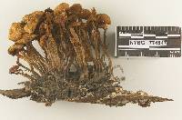 Image of Agrocybe occidentalis