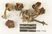 Agrocybe smithii image