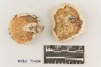 Hygrophorus subsordidus image