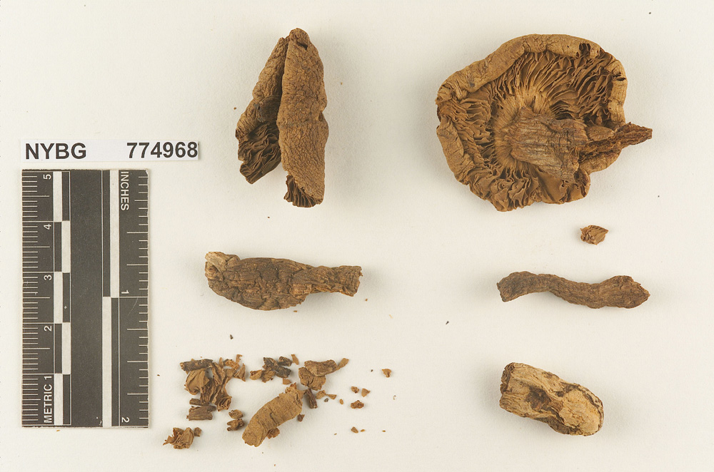 Melanoleuca alabamensis image