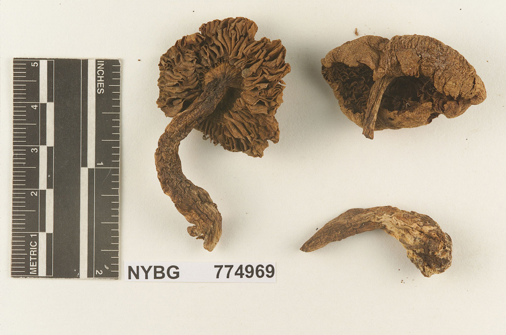 Melanoleuca alabamensis image