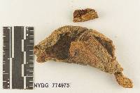 Melanoleuca arenicola image