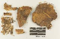 Melanoleuca olesonii image