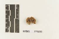 Melanoleuca tenuipes image