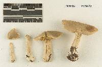 Melanoleuca bicolor image