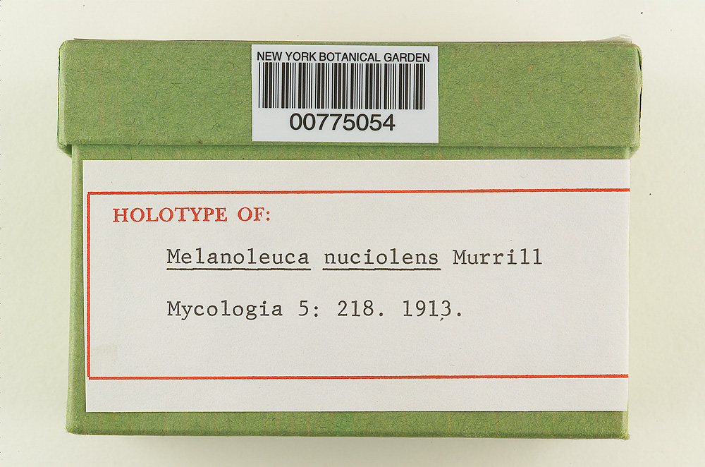 Melanoleuca nuciolens image