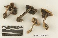 Melanoleuca farinacea image