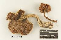 Melanoleuca secedifolia image