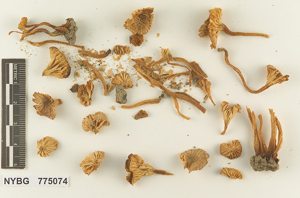 Hydrocybe caespitosa image