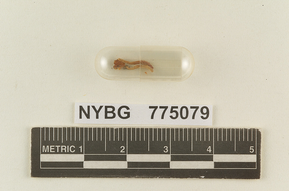 Hydrocybe aurantia image