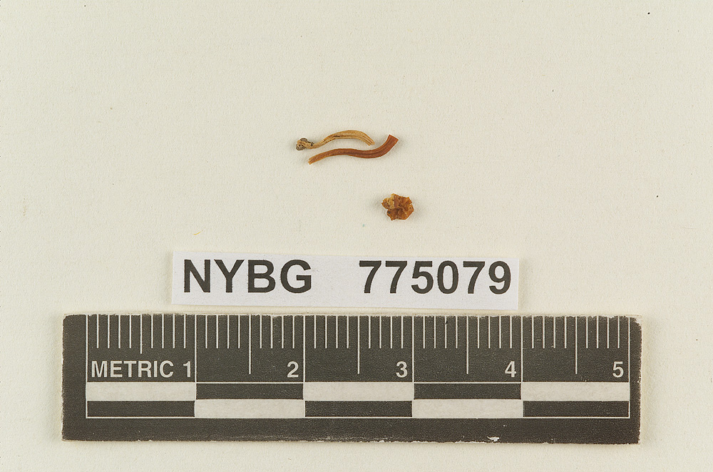 Hydrocybe aurantia image