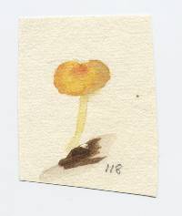 Hydrocybe flavolutea image