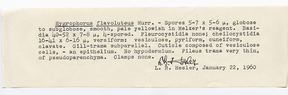 Hydrocybe flavolutea image