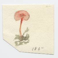 Hydrocybe rosea image