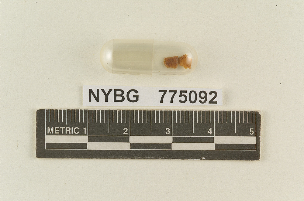 Hydrocybe subflavida image