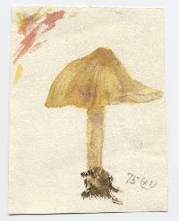 Hydrocybe subflavida image