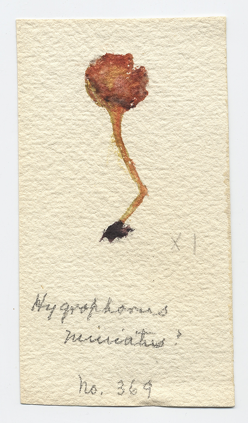 Hydrocybe subminiata image