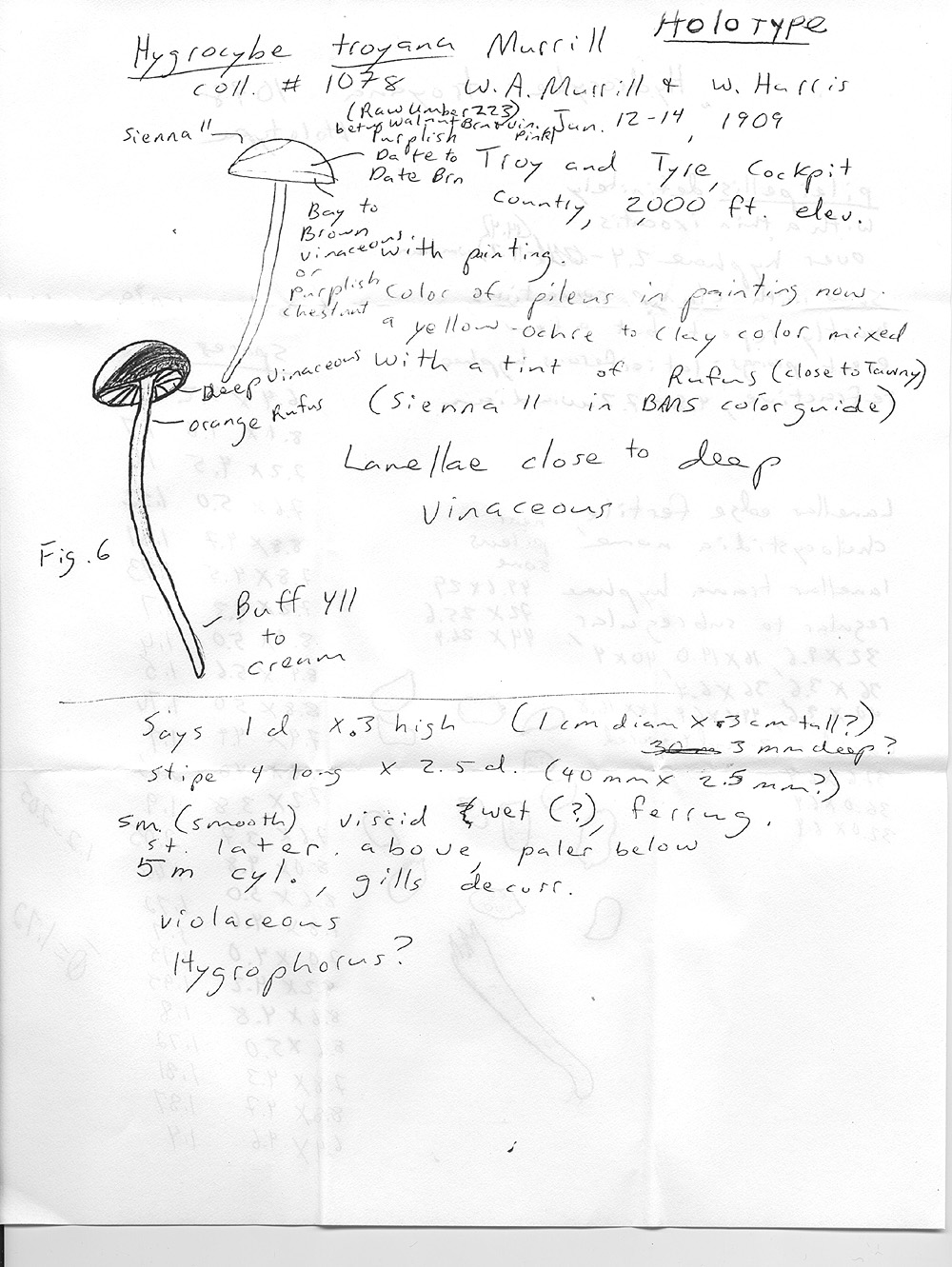 Hydrocybe troyana image