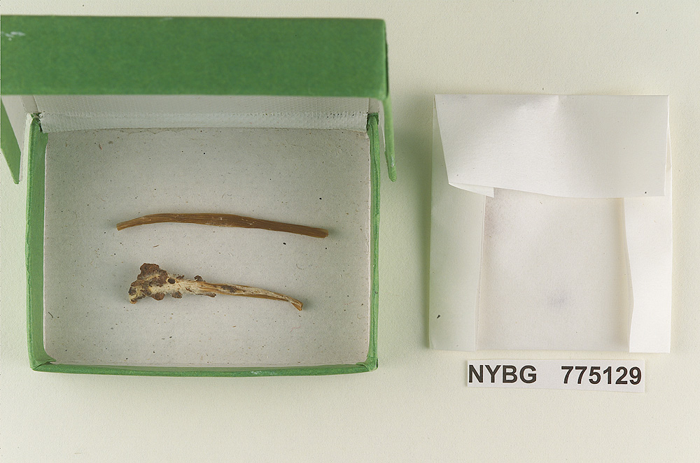Prunulus longipes image