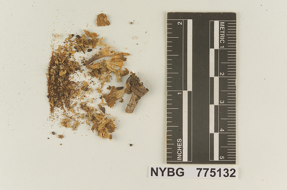 Prunulus magnus image