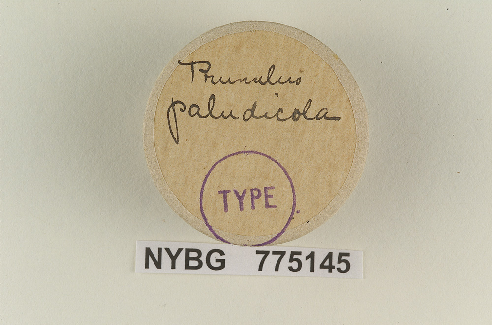 Prunulus paludicola image