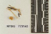 Prunulus paludicola image