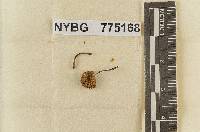 Nolanea cubensis image