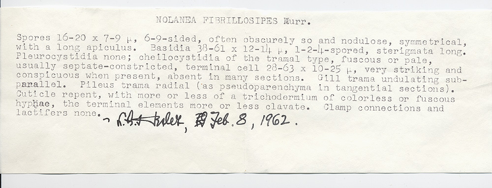 Nolanea fibrillosipes image